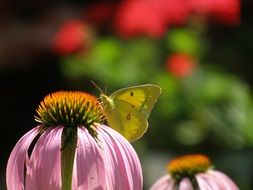 butterfly over pink garden flower close up