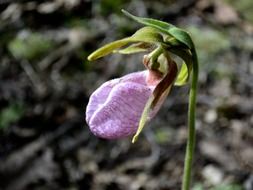 picture of jack in the pulpit flower