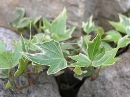 climbing plant with green leaves