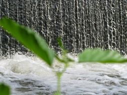 green plant on the background of a waterfall