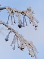 tree branches covered with frost