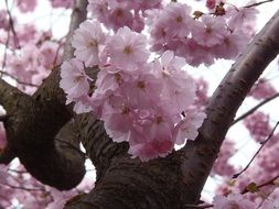 beautiful sakura blossoms