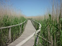 Wooden flooring among the reeds on the lake