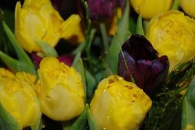 bouquet of yellow and burgundy tulips