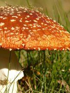 fly agaric in a meadow