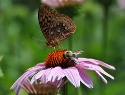 butterfly and bee on flower macro