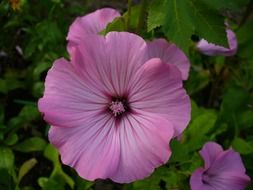 blossomed macro flowers