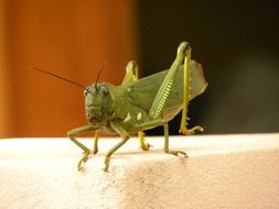 grasshopper insect closeup