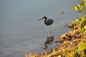 black heron on a lake in Florida