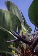 flowers on tropical plants in the bright sun