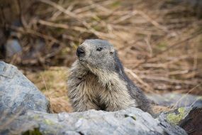 cute mountain marmot