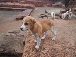 adorable puppy outdoor