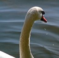 Swan is swimming in the water