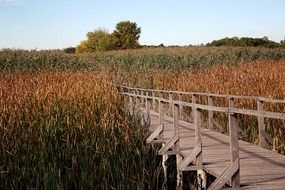 wooden bridge over the swamp landscape