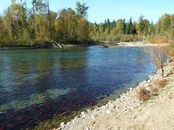 river filled with red salmon