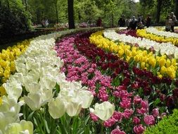 field tulips and yellow rosa