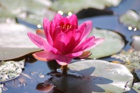 pink water lily blooming on pond