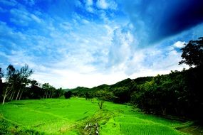 green field in thailand