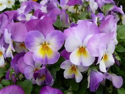 white-violet pansies close-up