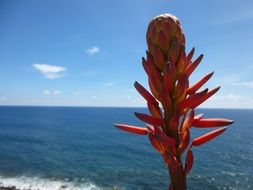 tree aloe flower