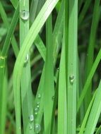 closeup photo of water drops on lawn grass