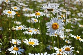 flowering daisies field close-up on blurred background