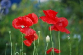 Red poppy blossoms