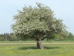 old apple tree blossom