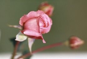 garden rose bud closeup