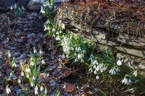 spring awakening flowers in nature