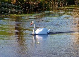 alone white Swan