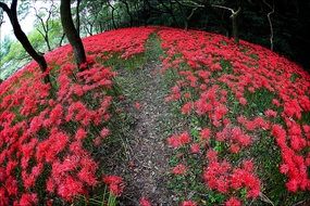 A lot of the flowers on the valley