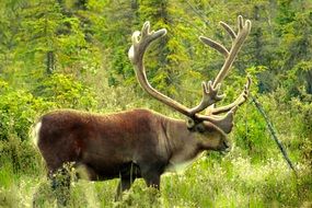 deer with huge horns in the forests of alaska