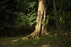 Trees with green leaves in the beautiful forest in lateral sunlight
