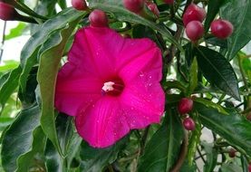 Close-up of the beautiful, purple and pink cardinal creeper flowers in India