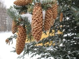 cones on a pine tree branch