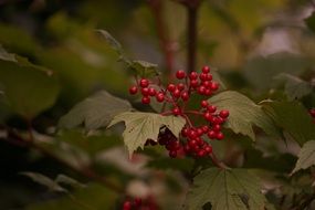 red berries green leaves on branch