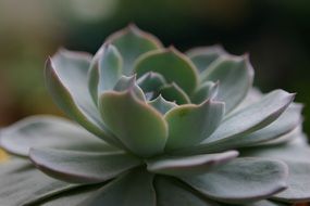 Macro photo of the succulent plant