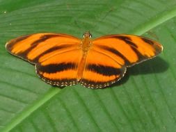 big orange butterfly on green eaf