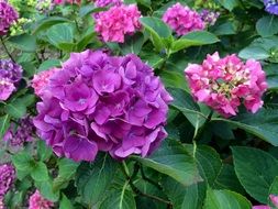 purple spherical spring flowers