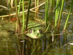 Close-up of the beautiful and cute, green frog in the water near green plants