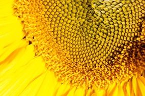 sun flower close-up shot