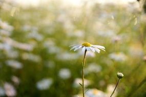 Autumnal wild flower