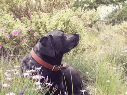 black labrador dog in tall grass