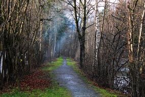 landscape of trail in a forest in germany
