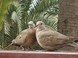 Two pigeons near the tree