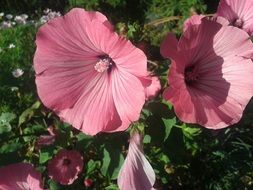 Beautiful blooming flowers on the bush in spring