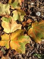 fallen golden autumn leaves on the ground