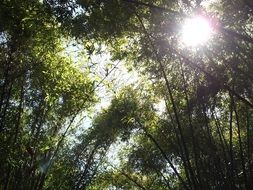 the sun behind the green leaves of the trees