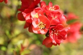 Chaenomeles with red flowers at spring on a blurred background